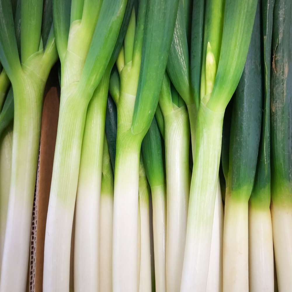 Fresh spring onions are healthy scallion