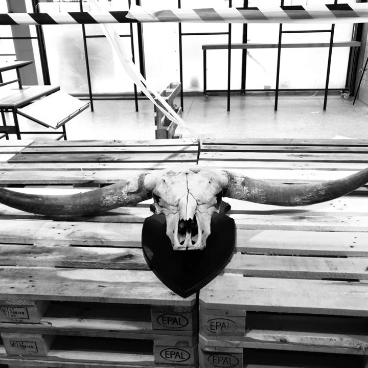 Brutus the bull