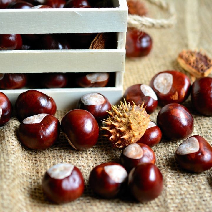 Chestnut