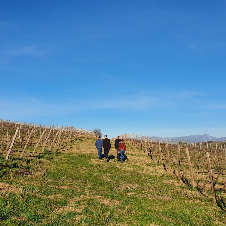 Wandelen tussen wijnranken