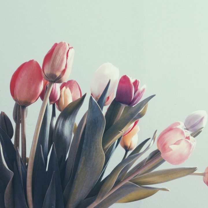Tulips 2