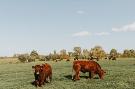 West Vlaams rood 1